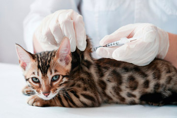 vacunacion-gatos