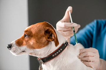 vacunacion-perros