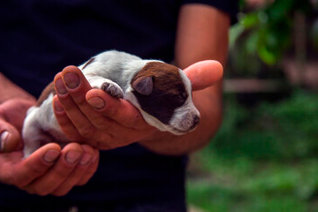 Cachorro de perro neonato